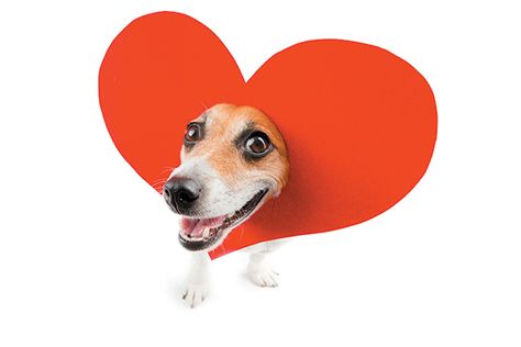 Valentines Our Dogs Would Write If They Had Thumbs http://www.dogster.com/lifestyle/valentines-our-dogs-would-write?utm_content=buffera9956&utm_medium=social&utm_source=pinterest.com&utm_campaign=buffer #valentine Tall Dogs, Biggest Dog Breeds, Valentine Sayings, Dog Paw Print Art, Valentines Cat, Dog With Heart, Valentines Dog, Paw Print Art, Valentine's Day Treats