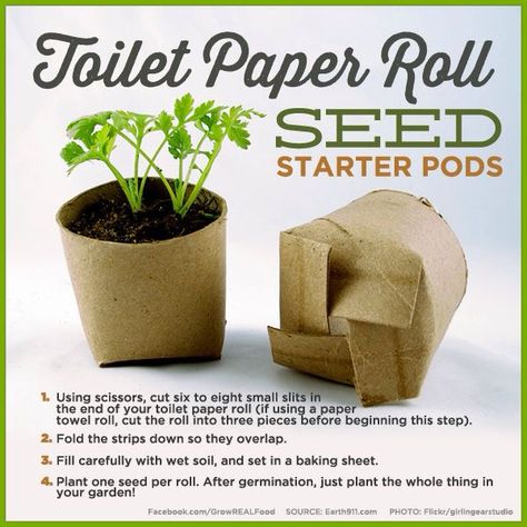 Great way to reuse toilet paper rolls. Toilet Roll Seed Starter, Toilet Paper Roll Seed Starter, Toilet Paper Roll Seed Starter Pots, Toilet Paper Roll Gardening, Plant Starters Diy, Germinate Seeds Paper Towel, Seed Starters Diy, Cress Heads, Seed Starters