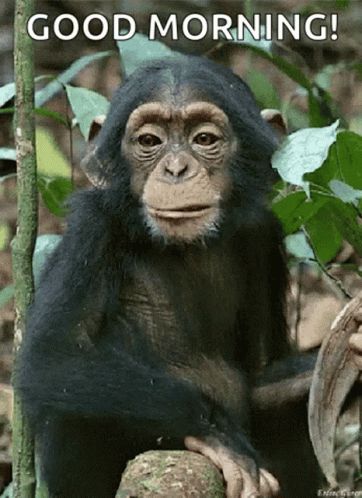 Monkey Eating GIF - Monkey Eating Chewing - Discover & Share GIFs Goofy Monkey, Monkey Gif, Monkey Funny, Monkey Dance, Animiertes Gif, Funny Monkey, Pet Monkey, Monkeys Funny, Monkey Business