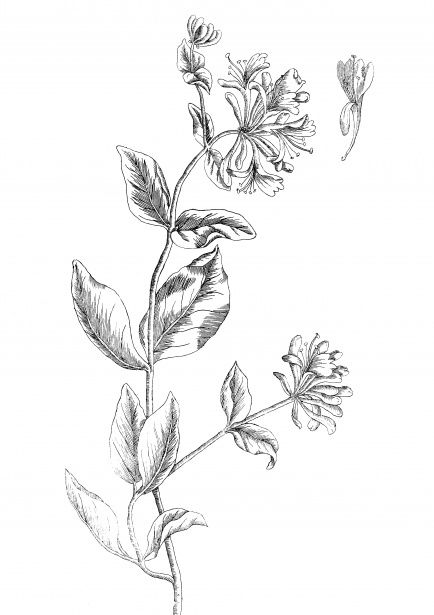 Honeysuckle Flowers Drawing Free Stock Photo - Public Domain Pictures Honey Suckle Tattoo Sleeve, Honeysuckle Stamp Tattoo, June Birth Flower Tattoo Ideas, Honeysuckle Drawing, Honeysuckle Tattoos, Gemini Lavender, Bunch Of Flowers Drawing, June Birth Flower Tattoo, Coloring Book Flowers