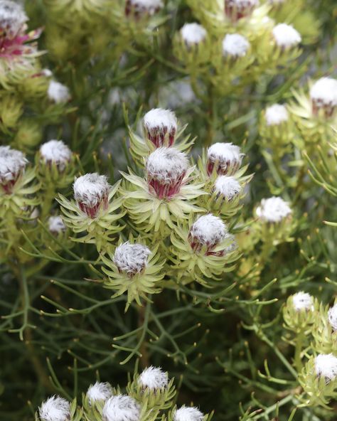 Serruria Raspberry Burst is a lovely dense, rounded shrub which flowers profusely from late winter – spring. The flowers change from a pale white to pink through the season. Raspberry Burst is best grown in a pot. . . . . #Serruria #protea #proteaceae #proteaflora #flowerstagram #flowersofinstagram #proteaflowers #gardening #plant #flowerstagram #gardenlife #gardenaustralia #proteaflower #nativeflowers #australiangardens #landscapedesign #flowersofinstagram #gardenersofaustralia #organic #ga... White Protea Flower, Australian Protea, Proteas Cricket South Africa, South African Protea Flower, Pink Ice Protea, Pale White, Protea Flower, Late Winter, The Flowers