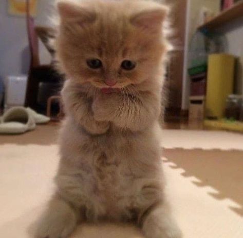 Cute Animals Puppies, Silly Cats Pictures, Drawing Cat, Cute Cats Photos, Silly Animals, Cat Pet, Cute Animal Photos, Funny Cute Cats