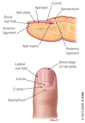 Nail Anatomy, Beauty School Cosmetology, Nail Tech School, Studera Motivation, Bolesti Chrbta, Basic Anatomy, Yoga Facts, Study Biology, Nurse Study