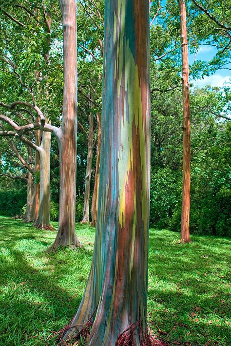 Wildlife Conservation Projects, Rainbow Eucalyptus Tree, Conservation Projects, Rainbow Eucalyptus, Hawaii Maui, Rainbow Tree, Rainbow Paint, Eucalyptus Tree, Forest Cat