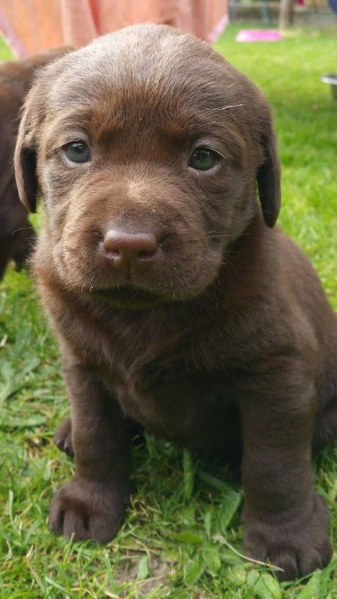 Nice Dogs, Brown Lab, Chocolate Labradors, Cute Labrador Puppies, Big Dogs Breeds, Labrador Puppy Chocolate, Biggest Dog In The World, Brown Labrador, Biggest Dog