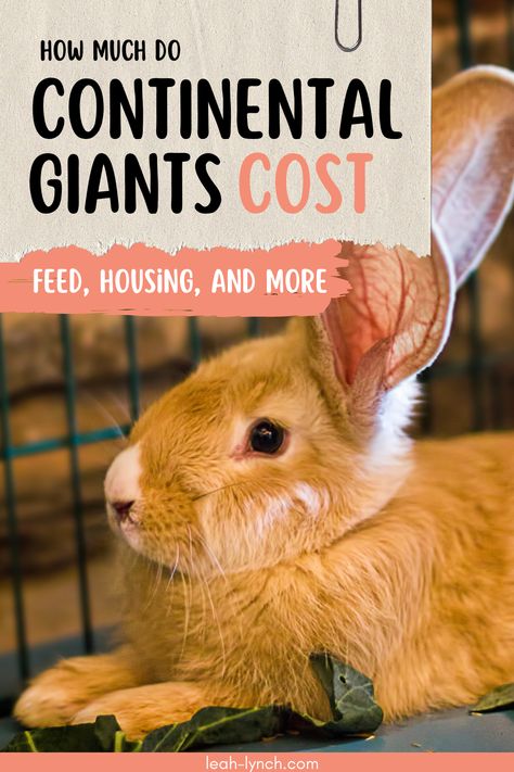 Learn how much it would cost to buy, raise, and care for a large rabbit like the continental giant rabbit. German Giant Rabbit, Continental Giant Rabbit, Giant Rabbit Breeds, Rabbit Feeding, Outdoor Rabbit Hutch, All About Rabbits, Giant Rabbit, Rabbit Farm, Large Rabbits