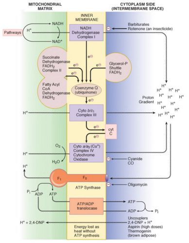 Electron Transport Chain (ETC) and Oxidative Phosphorylation : Mnemonic | Epomedicine Oxidative Phosphorylation Notes, Electron Transport Chain Diagram, Electron Transport Chain Notes, Electron Transport System, Dna Diagram, Mcat Study Tips, Oxidative Phosphorylation, Biochemistry Notes, Chemistry Periodic Table