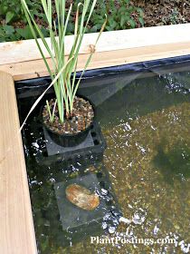 Off Grid Farm, Fish Pond Ideas, Koi Pond Backyard, Above Ground Pond, Small Fish Pond, Build A Pond, Pond Backyard, Small Backyard Ponds, Raised Pond