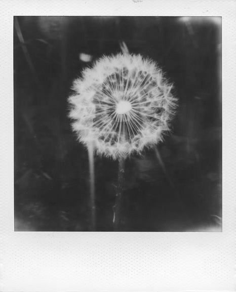 peeta mellark Polaroid Flower Pictures, Flower Polaroid, Flowers Polaroid, Dandelions Flower, فن الرسم بالمسامير, Polaroid Picture, Polaroid Photography, Fotografi Vintage, Peeta Mellark