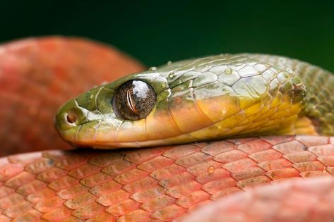 Snake Side Profile, Snake Side View, Snake Venom, Tropical Animals, Crested Gecko, Psd Icon, Gecko, Side View, Vector Photo