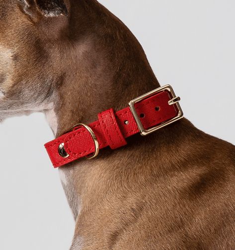 Red Leather Dog Collar Diy Leather Dog Collar, Dog Collar Pattern, Dog Brand, Red Dog Collar, Leather Dog Collar Custom, Engraved Dog Collar, Luxury Dog Collars, Cute Dog Collars, Custom Dog Collars