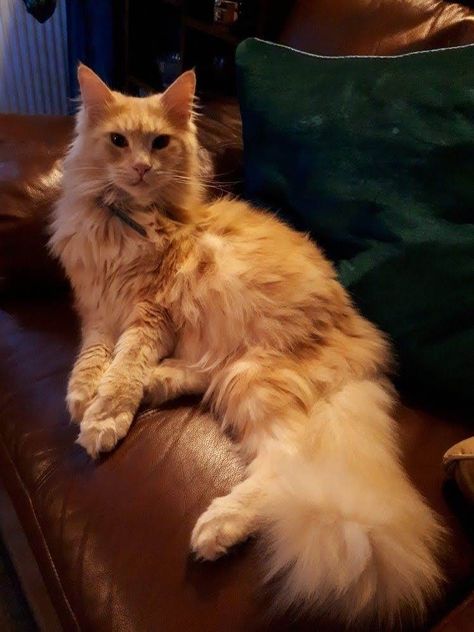 Ginger Maine Coone, Ginger Fluffy Cat, Maine Coone, Orange Kittens, Dream's Cat, Norwegian Forest, Forest Cat, Silly Cats Pictures, Norwegian Forest Cat