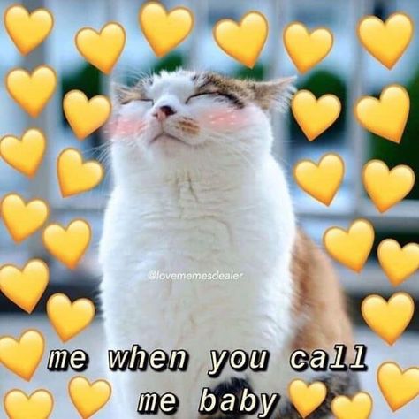 18 Lovey-Dovey Flirty Animal Memes To Tag Your Significant Other In Flirty Memes, Call Me Baby, Cute Cat Memes, Cute Love Memes, Cute Messages, Lovey Dovey, Relationship Memes, Cute Memes, Wholesome Memes