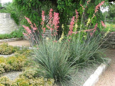 Red Yucca Hesperaloe Parviflora 50 Seeds - Etsy Red Yucca, Palm Tree Fruit, Century Plant, Drought Resistant, Low Maintenance Plants, Coral Red, British Indian Ocean Territory, Rock Garden, Landscaping Ideas