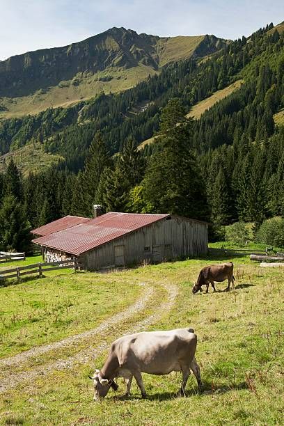 Cattle grazing on an alpine meadow with a barn and mountains in the background, Oberstdorf, Germany Rural Germany, Mountain Farming, Natural Vegetation, Cattle Grazing, Livestock Barn, Spanish Projects, Mountain Farm, Big Farm, Farm Land