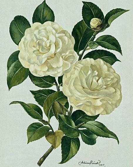 Fehér camelia. By Adrian Feint ausztrál, 1891-1974. Camellia Flower Watercolor, White Camelia, White Camellia Flower, Easter Cushions, White Camellia, Diy Photo Book, Scrapbook Printing, Watercolor Projects, Camellia Flower