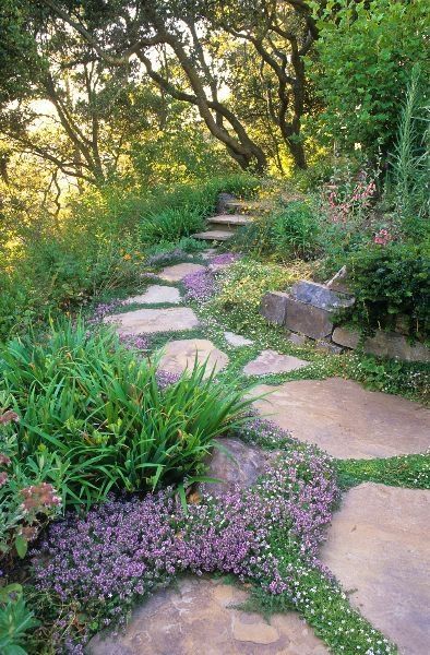 Country Sides, Creeping Thyme, Stone Pavers, Walkway Design, Pathway Landscaping, Walkways Paths, Drought Tolerant Landscape, Hillside Landscaping, Path Design