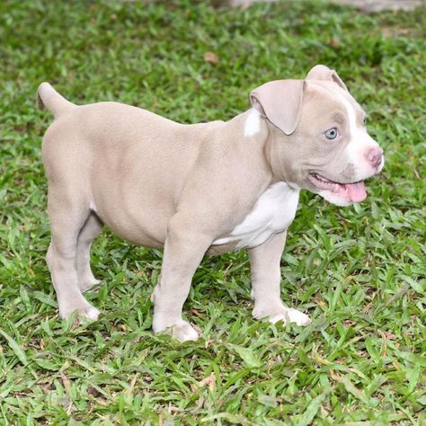 White Pitbull’s puppies ready Rednose Pitbull Puppies, Red Pitbull, White Pitbull Puppies, Female Pitbull, Pitbull Puppies For Sale Near Me, Pink Nose Pitbull, Light Brown Pitbull Puppies, White Pitbull, Pitbull Red Nose