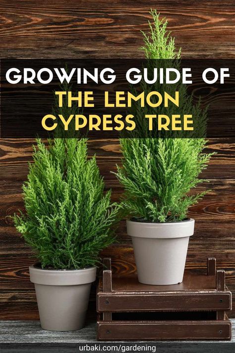 Small Cypress Trees, Potted Cypress Tree, Lemon Cypress Care, Lemon Cypress Topiary, Cypress Trees In Pots, Cyprus Trees Landscaping, Lemon Cypress Landscape, Monterey Cypress Trees, Lemon Cypress In Pots