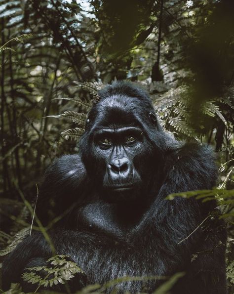 Nat Geo Photography, Mountain Gorillas, Baby Gorilla, Study In China, Mountain Gorilla, National Geographic Magazine, Adventure Photographer, Nat Geo, Types Of Photography