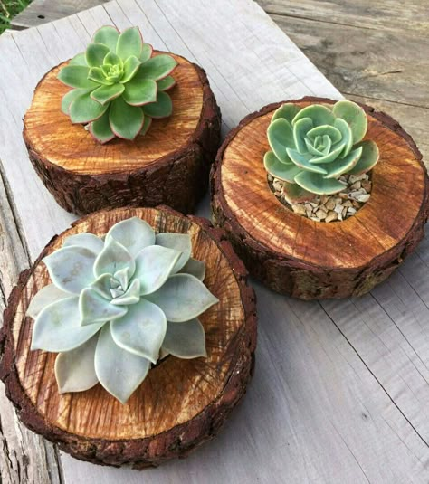 Wooden slices, for succulents.😃 Air Plants Decor, Diy Succulent Terrarium, Plants Aesthetic, Succulent Garden Design, Plant Crafts, Succulent Garden Diy, Wood Slice Crafts, Garden Decor Diy, Wooden Slices