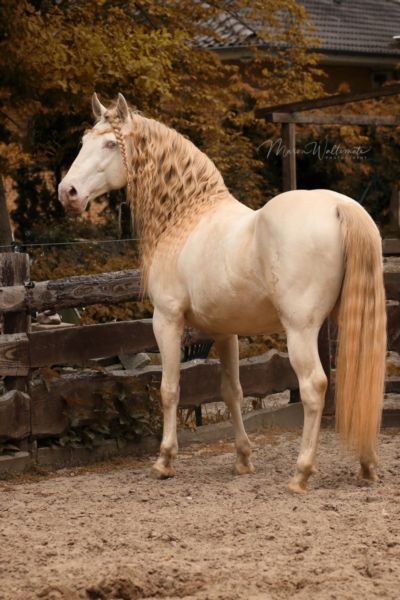 DOLAR Cremello Lusitano Stallion Cremello Horse Aesthetic, Cremello Andalusian, Cremello Lusitano, Perlino Horse, Cremello Horse, Rare Horse Colors, Horses Aesthetic, Lustiano Horses, Aesthetic Horse