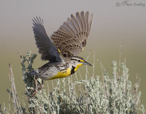 Western Meadowlark Drawing, Western Meadowlark Tattoo, Meadowlark Tattoo, Meadowlark Bird, Meadow Lark, Western Meadowlark, Vintage Drawings, Map Tattoo, Border Art