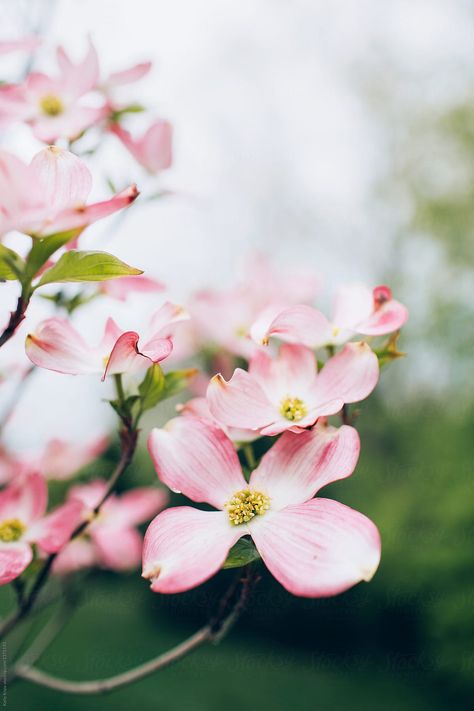 Dogwood Tree Tattoo, Pink Dogwood Tree, Palm Tree Drawing, Foamiran Flowers, Dogwood Blooms, Country Christmas Trees, Stem Flowers, Dogwood Tree, Pink Dogwood