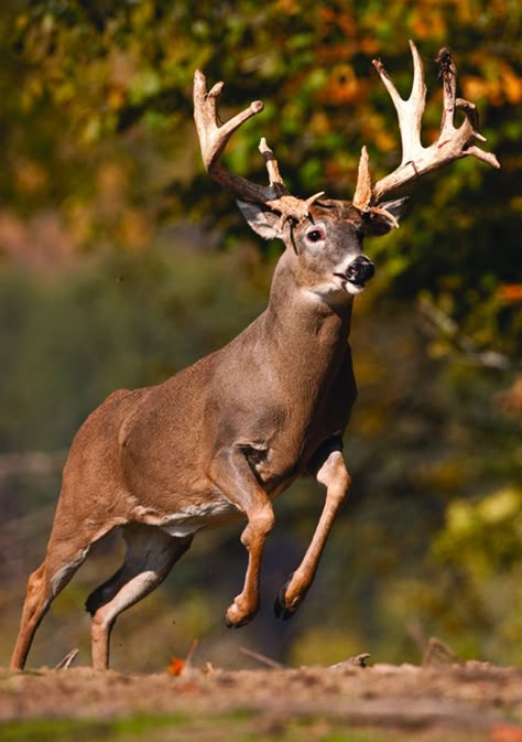 Whitetail Deer Pictures, Deer With Antlers, Whitetail Hunting, Whitetail Deer Hunting, Big Deer, Creature Fantasy, Deer Hunting Tips, Deer Running, Deer Photos