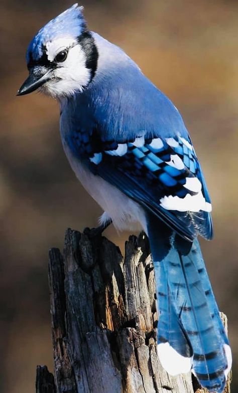 Bird Photos Photography, Natural Beauty Photography, Blue Jay Bird, Bird Photos, Jay Bird, Bird Crafts, Seo Expert, Bird Pictures, Exotic Birds