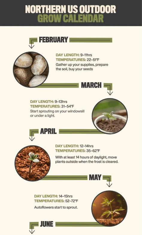 Outdoor Grow Calendar: Get Your Timing Right | Seed Supreme Growing Cannibas From Seed, Cannibus Growing, Canna Recipes, High Garden, Plant Bud, Pineapple Express, Plant Medicine, Timing Is Everything, Growing Seeds