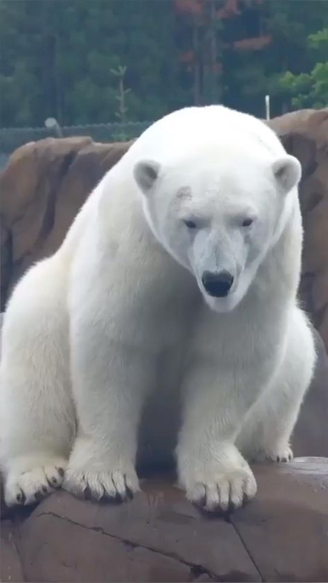 Polar Bear Video, Save The Polar Bears, Animals Kissing, Amazing Animal Pictures, Animals Care, Beauty Finds, White Bear, Polar Bears, Cute Wild Animals