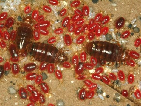 Sleep tight. Don't let the bed bugs bite. Funny Bed, Bug Infestation, Red Bed, Kill Bed Bugs, Rid Of Bed Bugs, Bed Bug Bites, Flea Prevention, Bug Control, Bees And Wasps