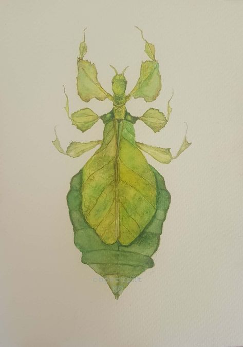 Leaf Insect Drawing, Leaf Bug Drawing, Insect Watercolor Painting, Natural Forms Gcse Final Piece, Watercolor Bugs Insects, Watercolor Beetle, Bug Paintings, Insects Watercolor, Insects Drawing