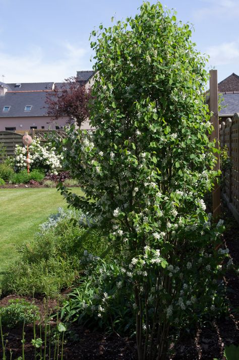 Amelanchier Alnifolia, Gardening Advice, Back Garden, Garden Beds, Bbc, Landscaping, Projects To Try, Magazine, Plants