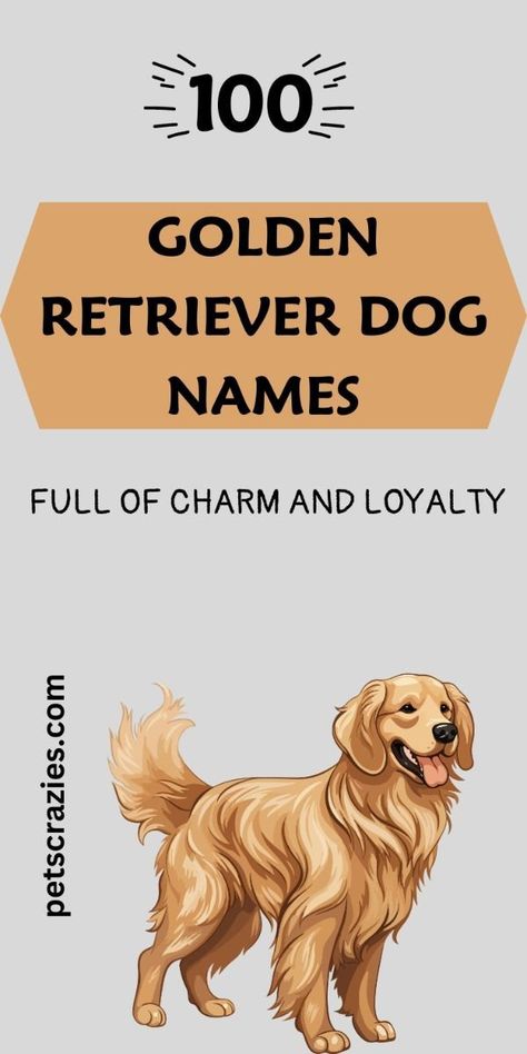 Dog Names For Golden Retrievers, Yellow Dog Names, Cute Golden Retriever Puppy Names, Female Golden Retriever Names, Golden Retriever Collar, Dog Names Girl List, Golden Retriever Girl Names, Cute Golden Retriever Names, Training A Golden Retriever Puppy