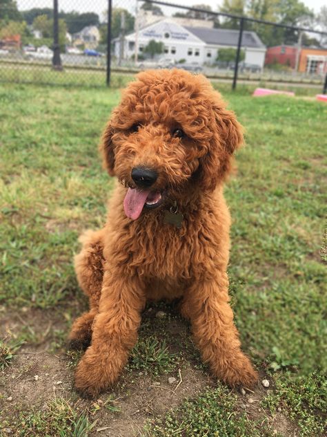 Playing at the park  #redgoldendoodle #goldendoodles #gingerbreadgoldendoodle goldendoodle #puppy Chocolate Mini Goldendoodle, Full Grown Mini Goldendoodle, Red Mini Goldendoodle Puppy, Goldendoodle Full Grown, Red Goldendoodle Full Grown, Red Goldendoodle, Irish Doodle, Mini Goodlendoodle, F1bb Goldendoodle Mini