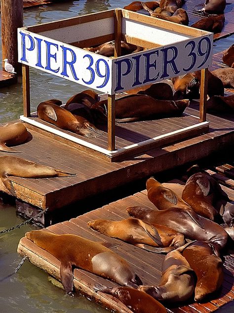 Pier 39 San Francisco, Pier 39, San Francisco Travel, California Travel Road Trips, California Dreamin', San Fran, California Dreaming, Road Trip Usa, Pacific Coast