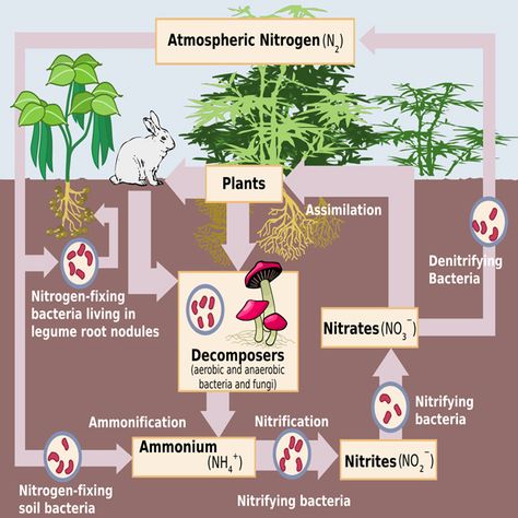 In this and my next few posts we conclude our look at essential plant macronutrients that started in some previous articles, and this time concentrate on the last four of the nine elements – C, H, O, P, K, N, S, Ca and Mg – in that category (and try to bring a Cuttings-esque twist to that quartet) High School Earth Science, Cycle For Kids, Nitrogen Fixation, Nitrogen Cycle, Carbon Cycle, A Level Biology, Plant Nutrients, Aquaponics System, Water Cycle