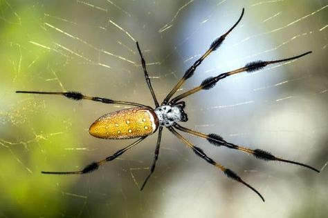 Golden Orb Weaver Spider, Golden Orb Weaver, Orb Weaver Spider, Dangerous Spiders, Houston Garden, Orb Weaver, Spider Venom, Garden Spider, Arachnids