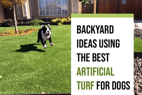 Make outdoor doggy playtime more fun with these backyard ideas that use the best artificial grass for dogs in Phoenix. Turf Yard For Dogs, Artificial Turf For Dogs, Fun Backyard Ideas, Turf For Dogs, Artificial Grass For Dogs, Dog Enclosure, Turf Backyard, Best Artificial Grass, Fun Backyard