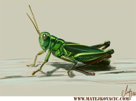 Grasshopper Grass Hopper Tattoo, Grasshopper Sketch, Grasshopper Painting, Grasshopper Costume, Grasshopper Drawing, Yoga Tattoos, Insect Tattoo, Grasshoppers, Sgraffito