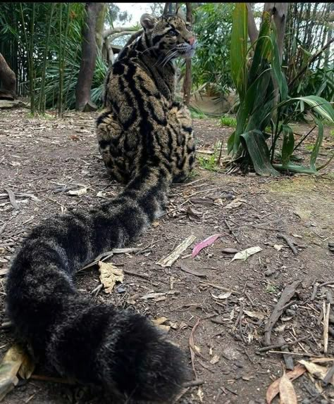 Leopard Photography, Clouded Leopard, Pretty Animals, Silly Animals, Leopards, Pretty Cats, Animal Photo, Nature Animals, Cute Little Animals