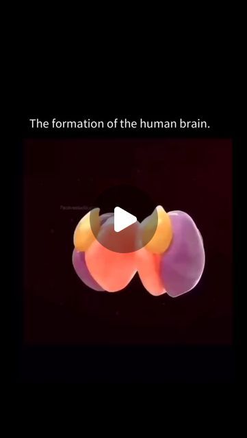 World Of Biology on Instagram: "The formation of the human brain is a complex and highly orchestrated process that spans multiple stages, from embryonic development to adulthood. Here's a simplified overview:

*Embryonic Development (Weeks 3-12)*

1. Neural tube formation: Cells differentiate into neural precursors.
2. Neural tube closure: Forms the brain and spinal cord.
3. Brain division: Forebrain, midbrain, and hindbrain develop.

*Fetal Development (Weeks 13-38)*

1. Neurogenesis: Neurons proliferate and differentiate.
2. Migration: Neurons move to final positions.
3. Synaptogenesis: Synapses form between neurons.
4. Myelination: Axons insulated with myelin.

*Infancy and Childhood (0-5 years)*

1. Synaptic pruning: Weak connections eliminated.
2. Neuronal maturation: Neurons refine c Synaptic Pruning, Brain And Spinal Cord, Embryonic Development, The Human Brain, Fetal Development, Spinal Cord, Human Brain, Biology, Brain