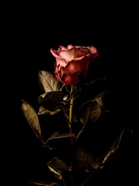 Vintage Single Rose Stem Rose Flower Wallpaper, Image Film, Rosé Aesthetic, Dark Flowers, Still Life Photographers, Wallpaper Nature Flowers, Still Photography, Single Rose, Advertising Photography