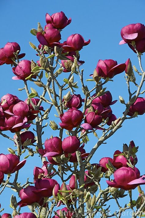 Black Tulip Magnolia Black Tulip Magnolia, Magnolia Tree Landscaping, Tulip Magnolia, Black Plants, Florida Trees, April Flowers, Magnolia Tree, Black Tulips, Black Garden