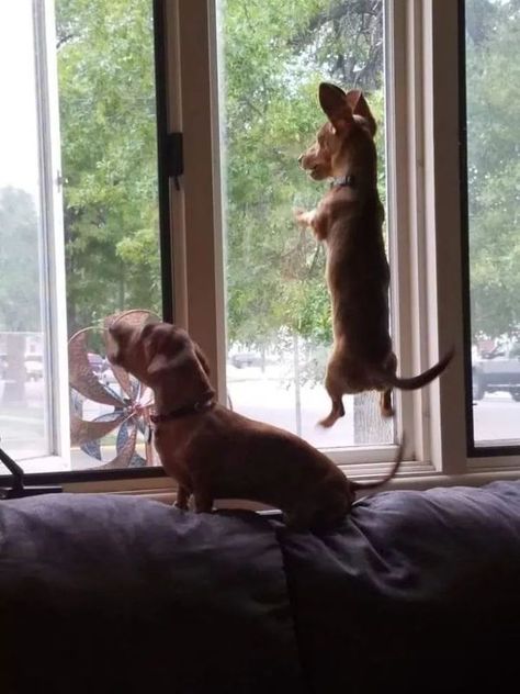 Weenie Dog Aesthetic, Dachshund Running, Dachshund Swimming, Dog Waiting, Dachshund Memes Hilarious, Miniature Dachshunds, Sausage Dogs, Dachshund Meme, Wiener Dogs