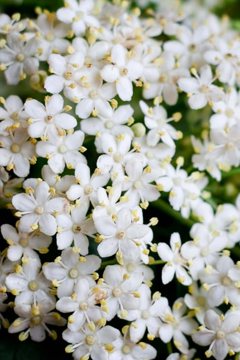 Being Understood, Elder Flower, Cordial Recipe, Collection Of Flowers, Elderflower Cordial, Foraging Recipes, Anna Banana, Craft Gin, North Miami Beach