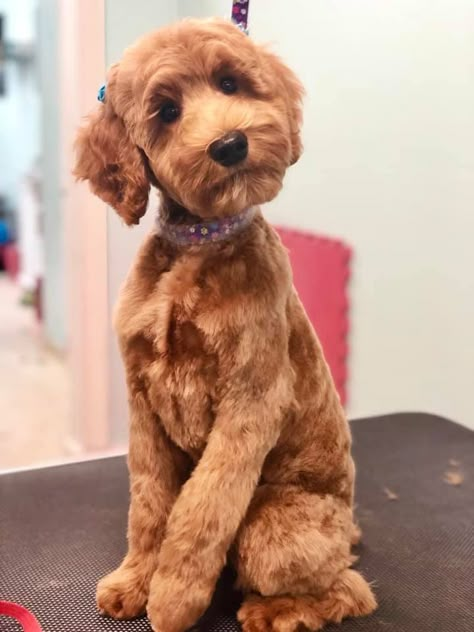 Haircuts For Doodles, Cavapoo Short Haircut, Short Goldendoodle Haircut Teddy Bears, Short Cockapoo Haircut, Mini Doodle Haircut Styles, Cockapoo Haircut Styles Short, Straight Hair Doodle Cuts, Wavy Goldendoodle Haircut, Golden Doodle Haircut Styles Short