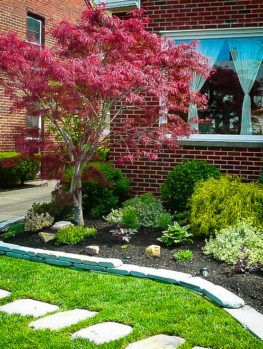 Ribbon Leaf Japanese Maple Japanese Maple Tree Landscape, Frontyard Landscape, Maple Tree Landscape, Japanese Maple Garden, Landscape Planning, Landscape Layout, Design Backyard, Cheap Backyard, Yard Landscape